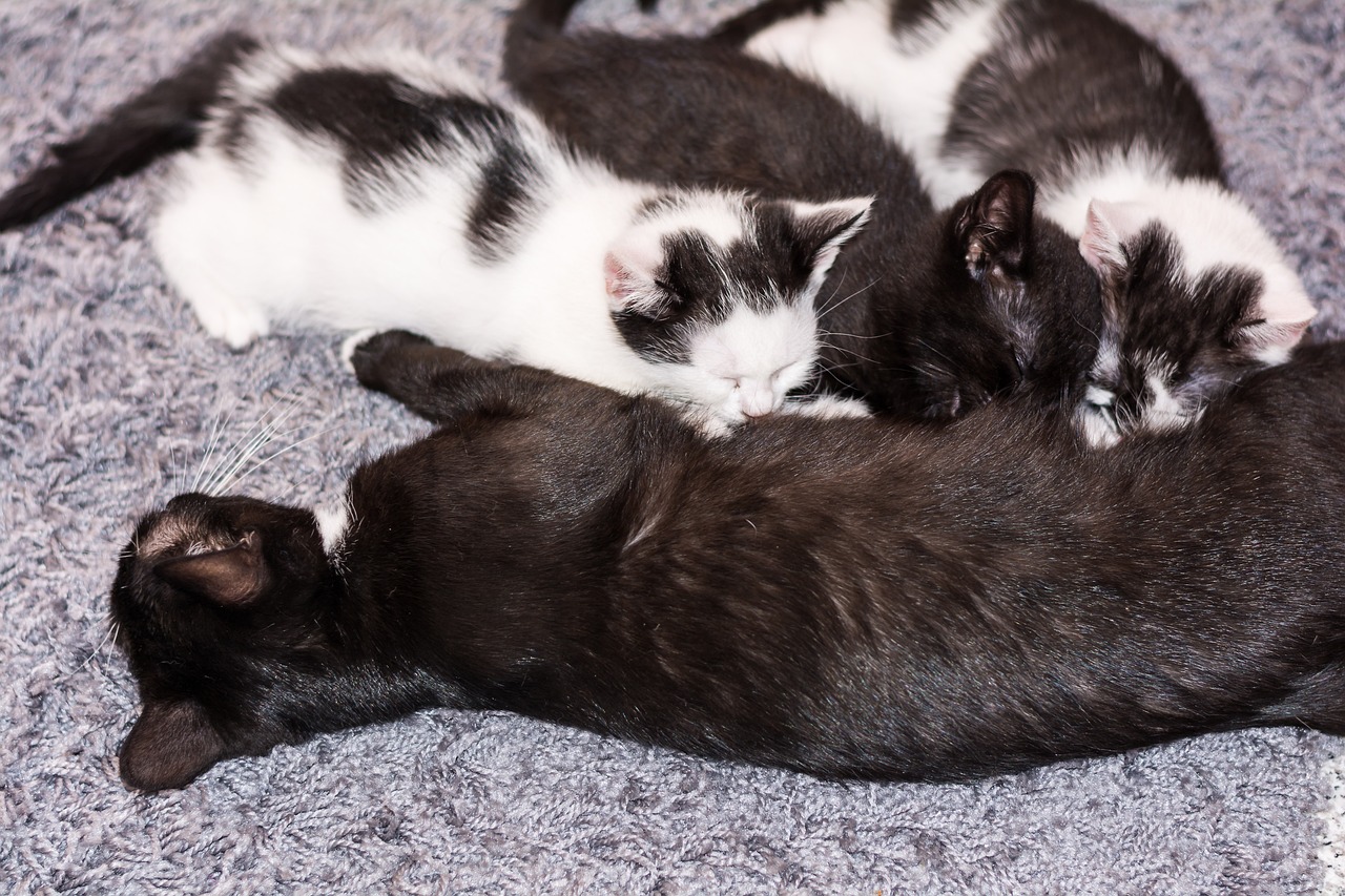 kitten 2119759 1280